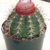 melocactus_neryi